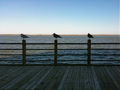 Birds on a Rail