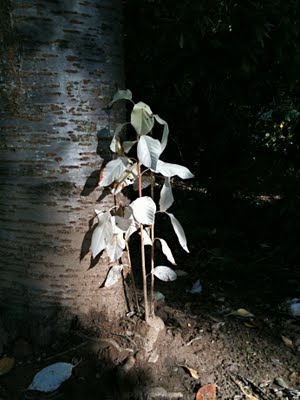 Plant with white leaves