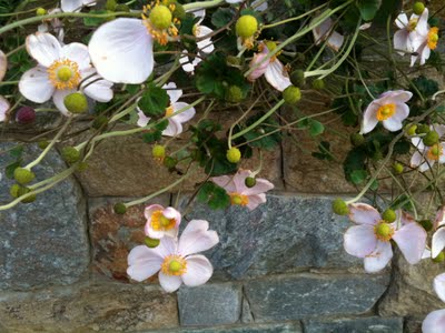 Flowers and stone wall.