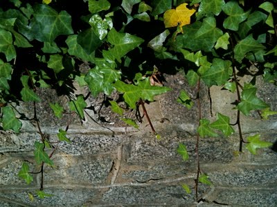 Ivy and Stone Wall
