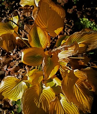 Yellow Plant