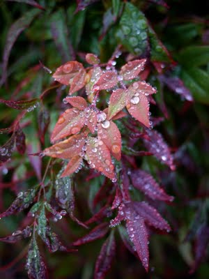 Raindrops on a Plant