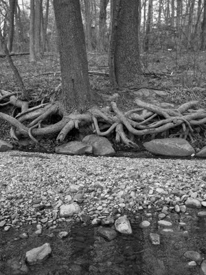 Tree Roots Above River Bank