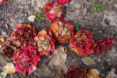 Fallen Camellias