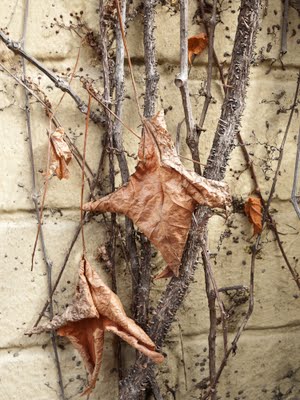 Dried Leaves and Vines