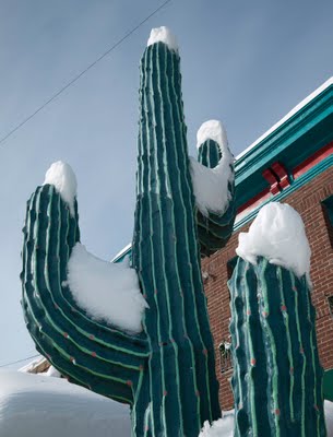Cactus with snow.