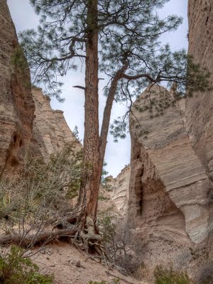 Tent Rock Pine Tree