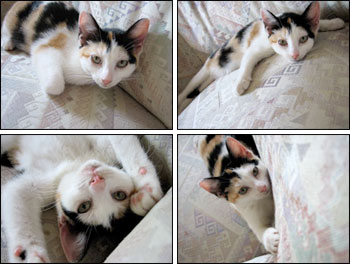 4 pictures of kitten