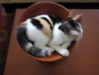 kitten in bowl