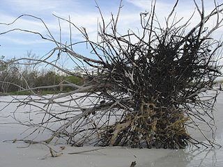 Uprooted tree on beach.